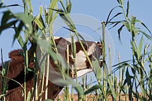 Cows at a watering place drink water and bathe during strong heat and drought