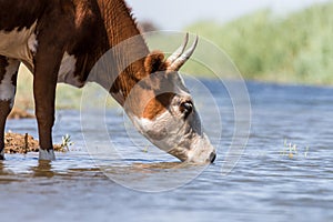 Cows at a watering place drink water and bathe during strong heat and drought