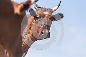 Cows at a watering place drink water and bathe during strong heat and drought