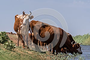 Cows at a watering place drink water and bathe during strong heat and drought