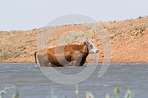 Cows at a watering place drink water and bathe during strong heat and drought