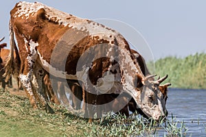 Cows at a watering place drink water and bathe during strong heat and drought