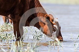 Cows at a watering place drink water and bathe during strong heat and drought