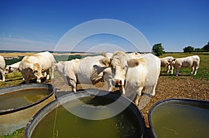 Cows and watering place in french country