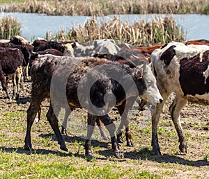 Cows at a watering place on a pond in spring