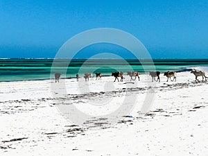 Cows on a white sandy beach