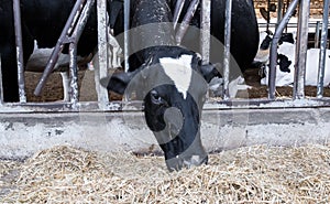 Cows who eat hay in a barn on a dairy farm