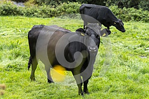 Cows on the wicklow way