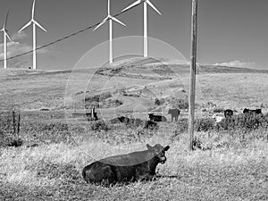 Cows on the wind farm Montezuma Hills