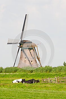 Cows and windmill