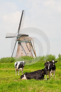 Cows and windmill