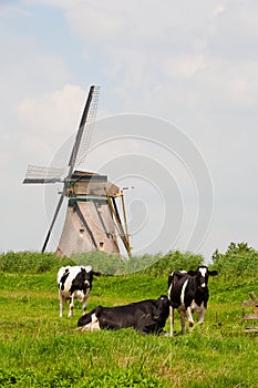 Cows and windmill photo