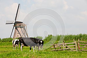 Cows and windmill