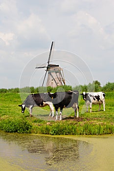 Cows and windmill