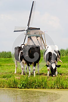 Cows and windmill