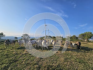 Cows, windmill and the sky