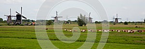 Cows and windmills