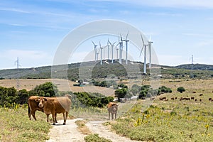 Cows and Windmills Los Llanos windfarm MÃÂ¡laga Spain