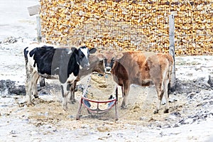 Cows in winter