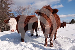 Cows in winter