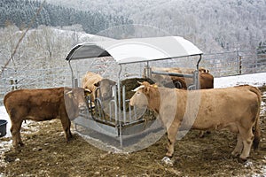 Cows on a winter day in Bavaria, Germany