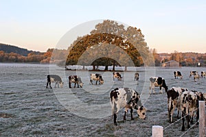 Cows in winter