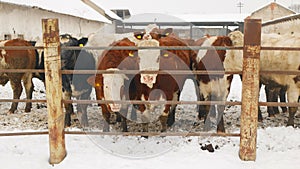 Cows winter organic farm herd snow organic farming snowy ice fence enclosure cowshed, bull fenced dairy cows of
