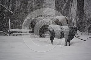 Cows during a winter storm