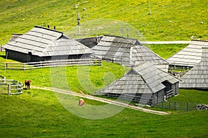 Cows and Wooden Shepherd Shelters on the Big Pasture Plateau or Velika Planina in Savinja Alps, Slovenia