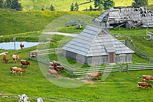 Cows and Wooden Shepherd Shelters on the Big Pasture Plateau or Velika Planina in Savinja Alps, Slovenia