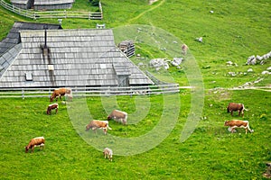 Cows and Wooden Shepherd Shelters on the Big Pasture Plateau or Velika Planina in Savinja Alps, Slovenia