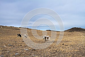 Cows and yak graze in wild pasture among dry grass and stones in early spring in a mountainous area on a picturesque background.