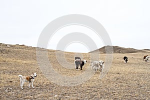 Cows and yak graze in wild pasture with a herding japanese akita inu dog in early spring in a mountainous area.