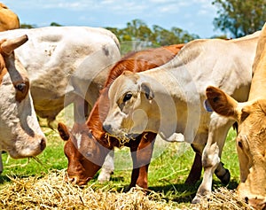 Cows and yearlings fed on lucerne photo