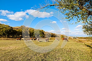 Cows on the yellow grass under the blue sky