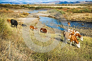 Cows on the yellow grass under the blue sky by the river shore
