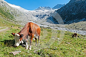 Cows in the Zillertal Alps