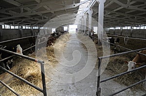 Cowshed with cows