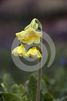 Cowslip