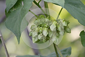 Cowslip creeper flower