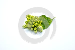 Cowslip creeper isolated on white background.