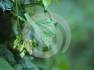 Cowslip creeper Telosma minor Craib ASCLEPIADACEAE food green flower vegetable blooming in garden on blurred of nature background