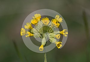 Cowslip flower in bloom