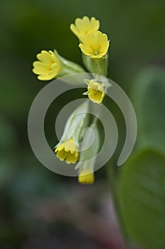 Cowslip flowers in a garden in England, United Kingdom