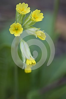 Cowslip flowers in a garden in England, United Kingdom