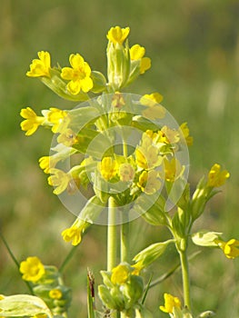 Cowslip flowers in sunlight