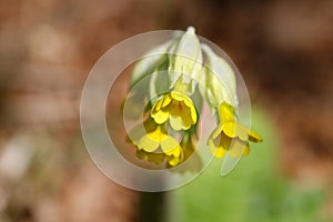 Cowslip illuminated by the spring sun