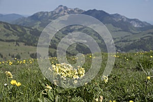 Cowslip in the mountains