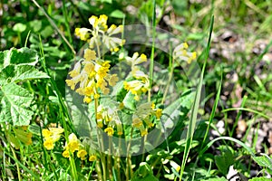 Cowslip primrose primula veris flowers