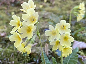 The Cowslip primrose Primula veris  Primula officinalis, Die Echte SchlÃ¼sselblume Schluesselblume oder Echte Schlusselblume